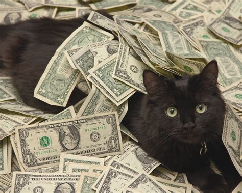 Jogar Cash Cats Com Dinheiro Real