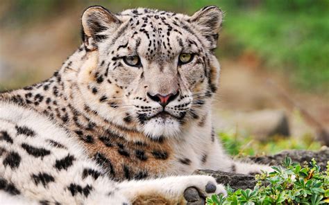 Jogar Snow Leopards Com Dinheiro Real