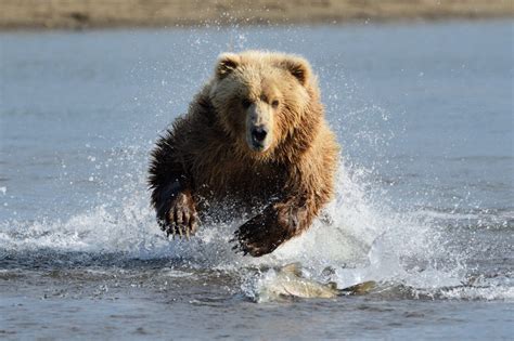Jogue Bear Run Online