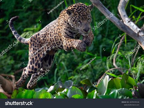 Jumping Jaguar Bodog