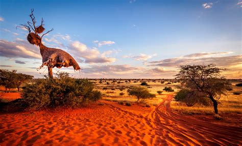 Kalahari Safari Betway