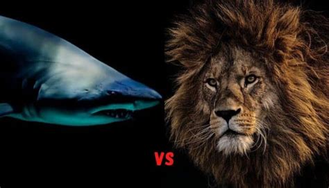 Lion Vs Shark Sportingbet