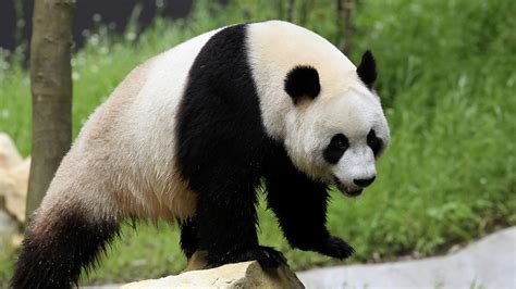 Livre De Urso Panda Slots