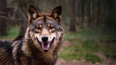 Lobo Selvagem Maquina De Fenda Para Venda