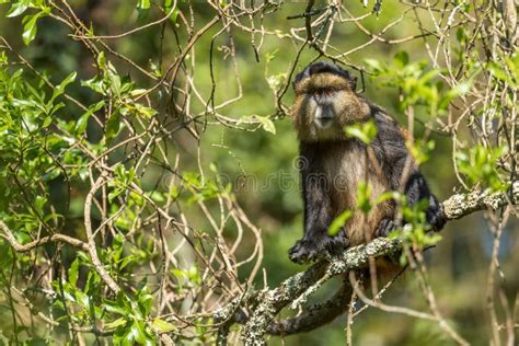 Macaco Dourado Maquina De Fenda