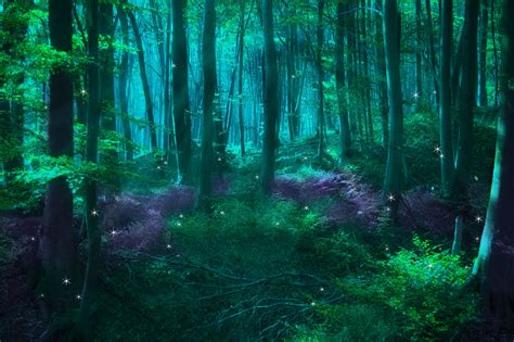 Magical Forest Betfair