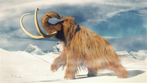 Mammoth Tundra Netbet