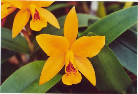 Mandarin Orchid Novibet
