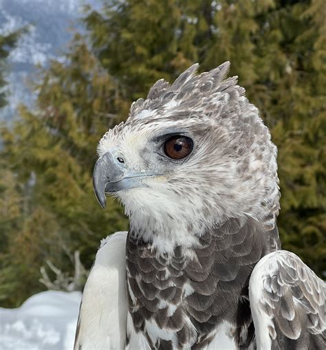 Martial Eagle Brabet