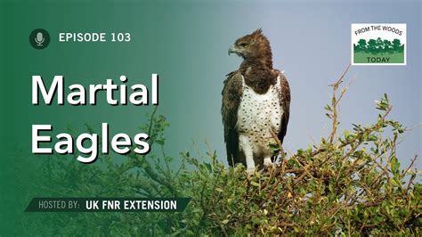 Martial Eagle Novibet