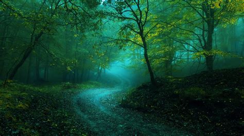 Misty Forest Netbet