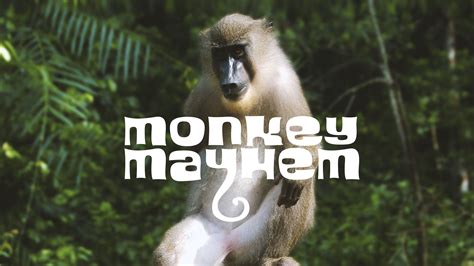 Monkey Mayhem Betsson