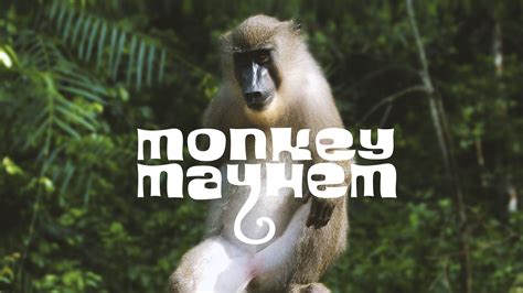 Monkey Mayhem Brabet