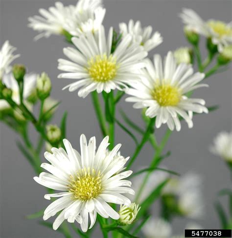 Monte Cassino Aster Significado