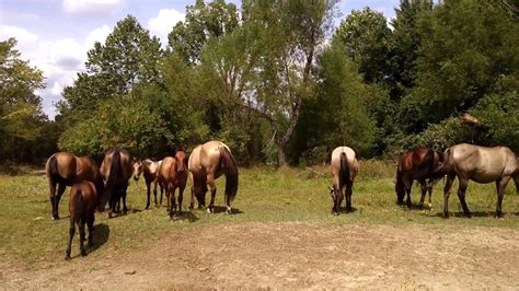 Mustangs Blackjack Montanha Oklahoma