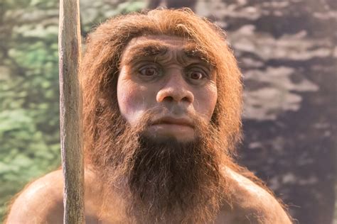 Neanderthals Netbet