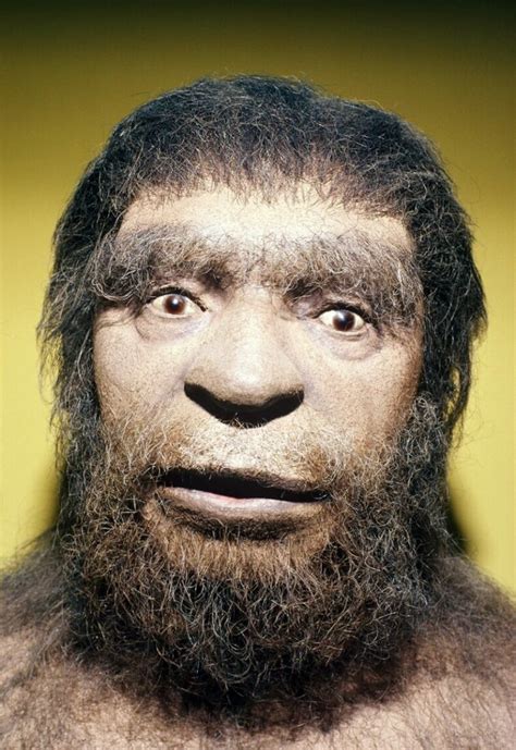 Neanderthals Novibet