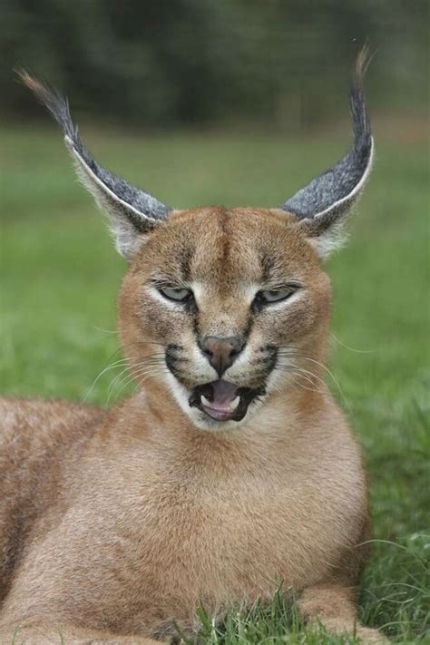 O Gato Selvagem Maquina De Fenda