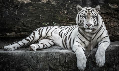 O Tigre Branco De Maquina De Fenda