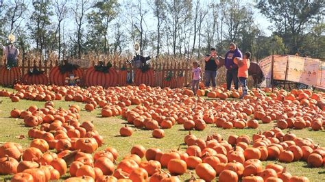 Orleans Casino Pumpkin Patch