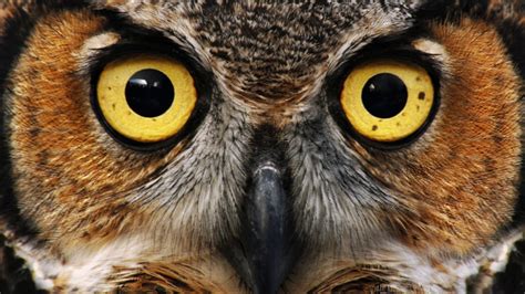 Owl Eyes Nova Betano