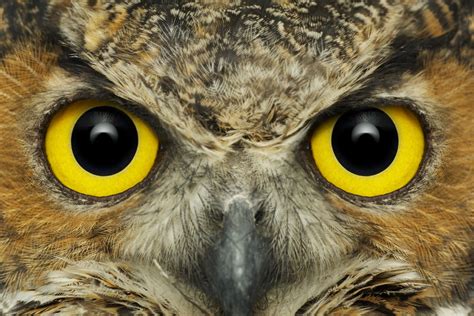 Owl Eyes Nova Netbet