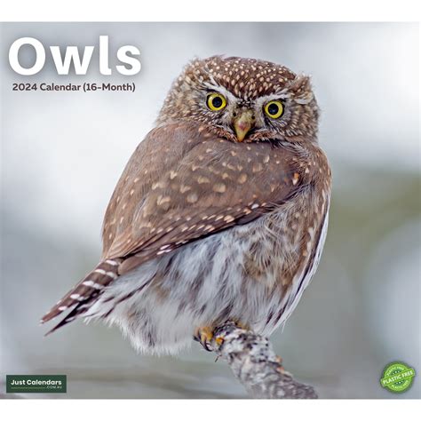 Owl Eyes Nova Review 2024