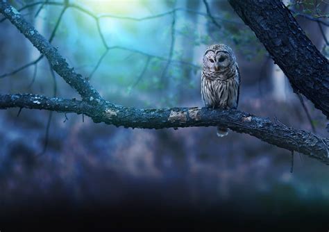 Owl In Forest Bet365