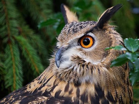 Owl In Forest Betfair