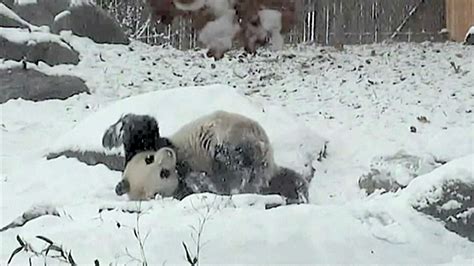 Panda Rolls Bwin