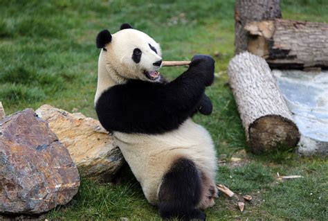 Panda Wilds Brabet