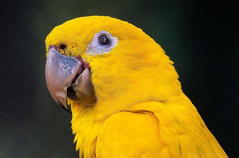 Parrots Gold Betano