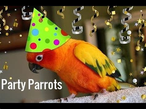 Party Parrot Parimatch