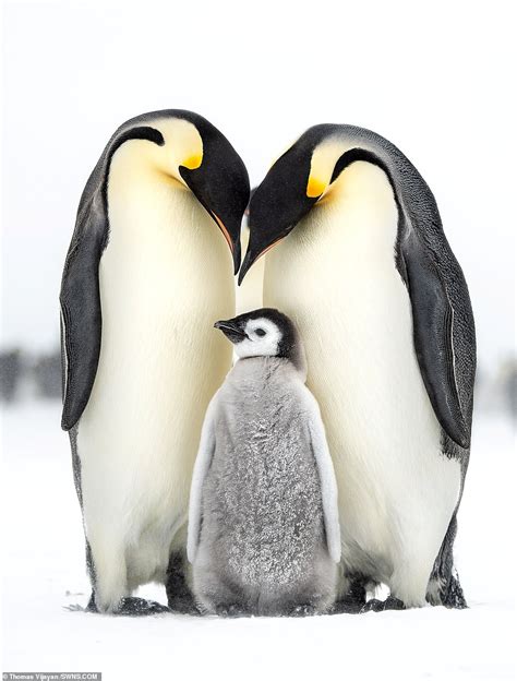 Penguin Family Betano