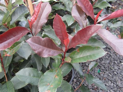 Photinia Blackjack Tamanho