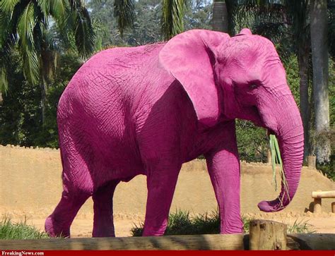 Pink Elephants Parimatch