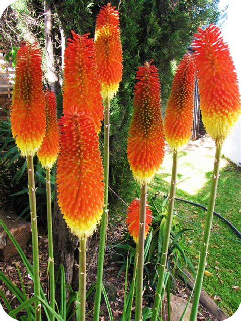 Planta Red Hot Poker Sementes