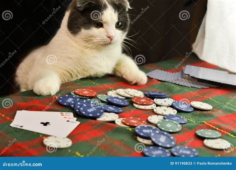 Poker Gato