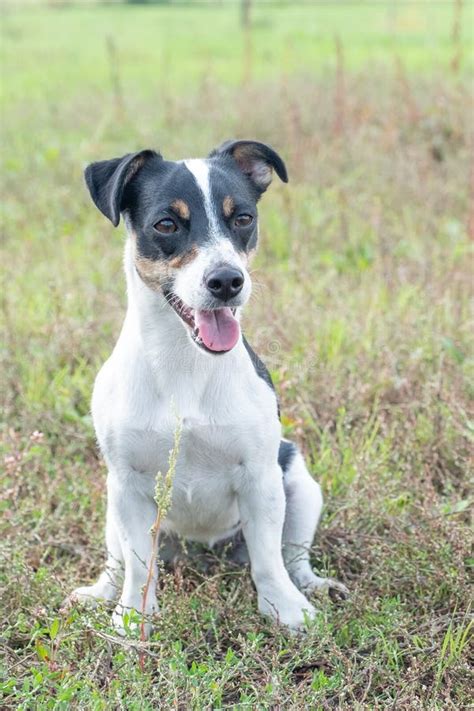 Preto E Tan Jack Russell Cruz