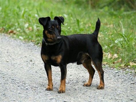 Preto Irlandes Jack Russell