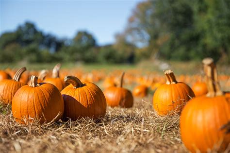 Pumpkin Patch Brabet