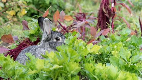 Rabbit Garden Betway