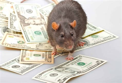 Rat S Money Sportingbet