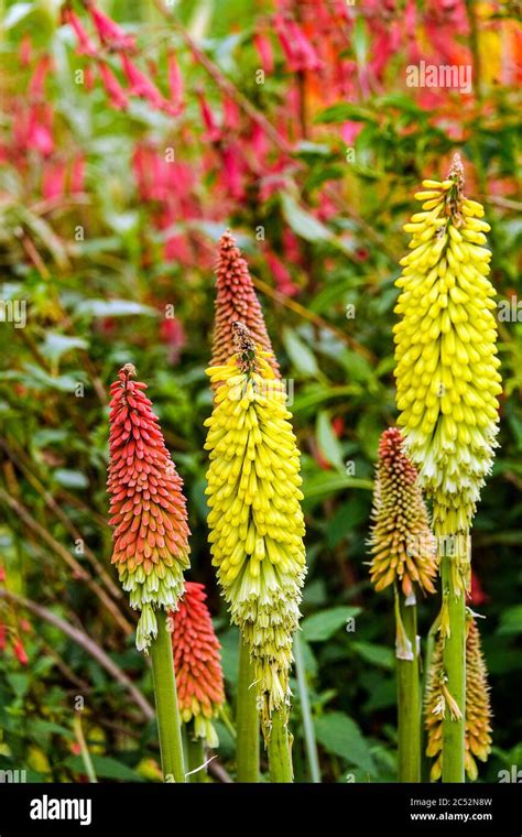 Red Hot Poker Flor Fotos