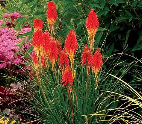 Red Hot Poker Plantas Australia