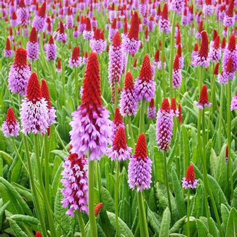 Red Hot Poker Primrose