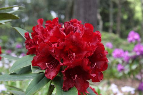 Rhododendron Black Jack