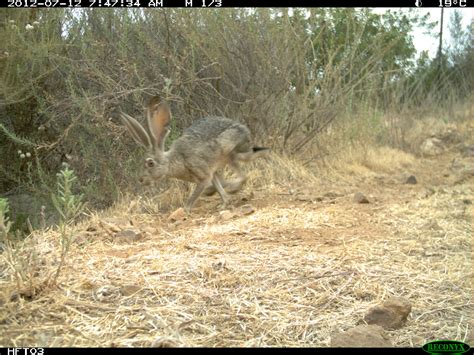 San Diego Black Tailed Jackrabbit Gama