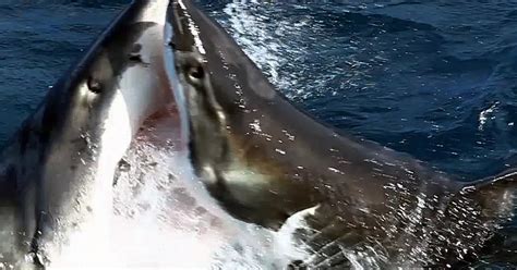 Shark Fight Betsul
