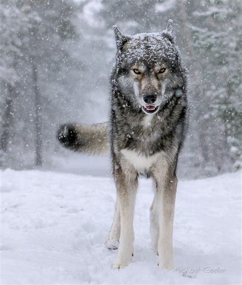 Siberian Wolf Betsul